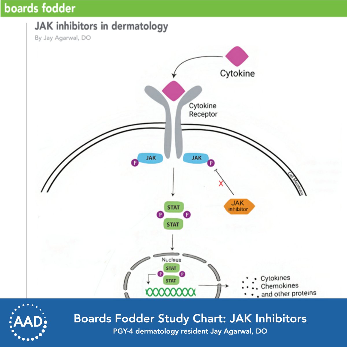 AADmember's tweet photo. PGY-4 dermatology resident Jay Agarwal, DO, authored a new Boards Fodder study chart on #JAKinhibitors - that you can download for free! https://t.co/ppEJkyOXPr https://t.co/hvxFH51EVU