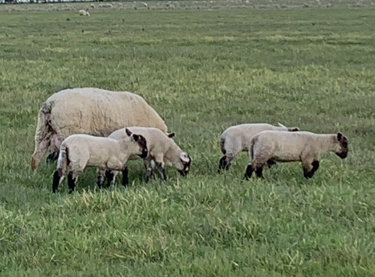 SuzanneLewis68's tweet photo. See you at Sheepvention! Our very special book Queenie the Quad Lady will be available at site PM23 (Country and Vintage Babes). I’ll be there to chat and sign between 12noon and 1pm tomorrow. I’d love to see you! ❤️🐑🐑🐑🐑❤️ https://t.co/w8bk1f9xaa