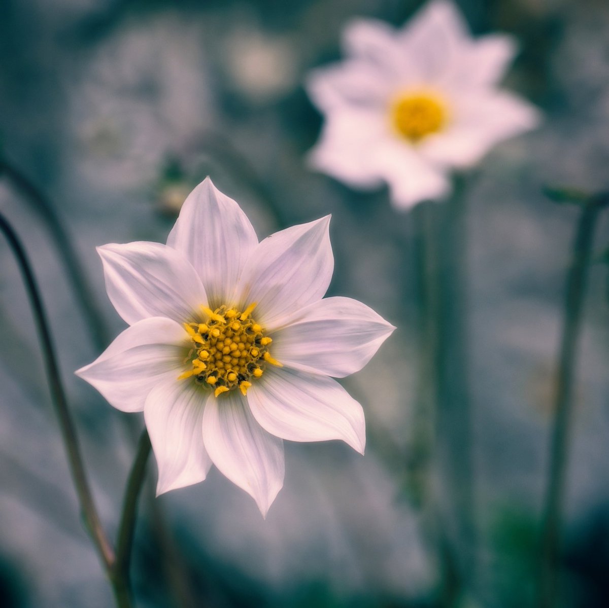 BioGuanajuato's tweet photo. #DíaNacionalDeLaDalia 

🌼 Dalia blanca (𝘋𝘢𝘩𝘭𝘪𝘢 𝘮𝘦𝘳𝘤𝘬𝘪𝘪)
📍 Tierra Blanca, Guanajuato
⛰️ Cerro El Zamorano 

📸: David Epardo https://t.co/i5avI4SXGD
