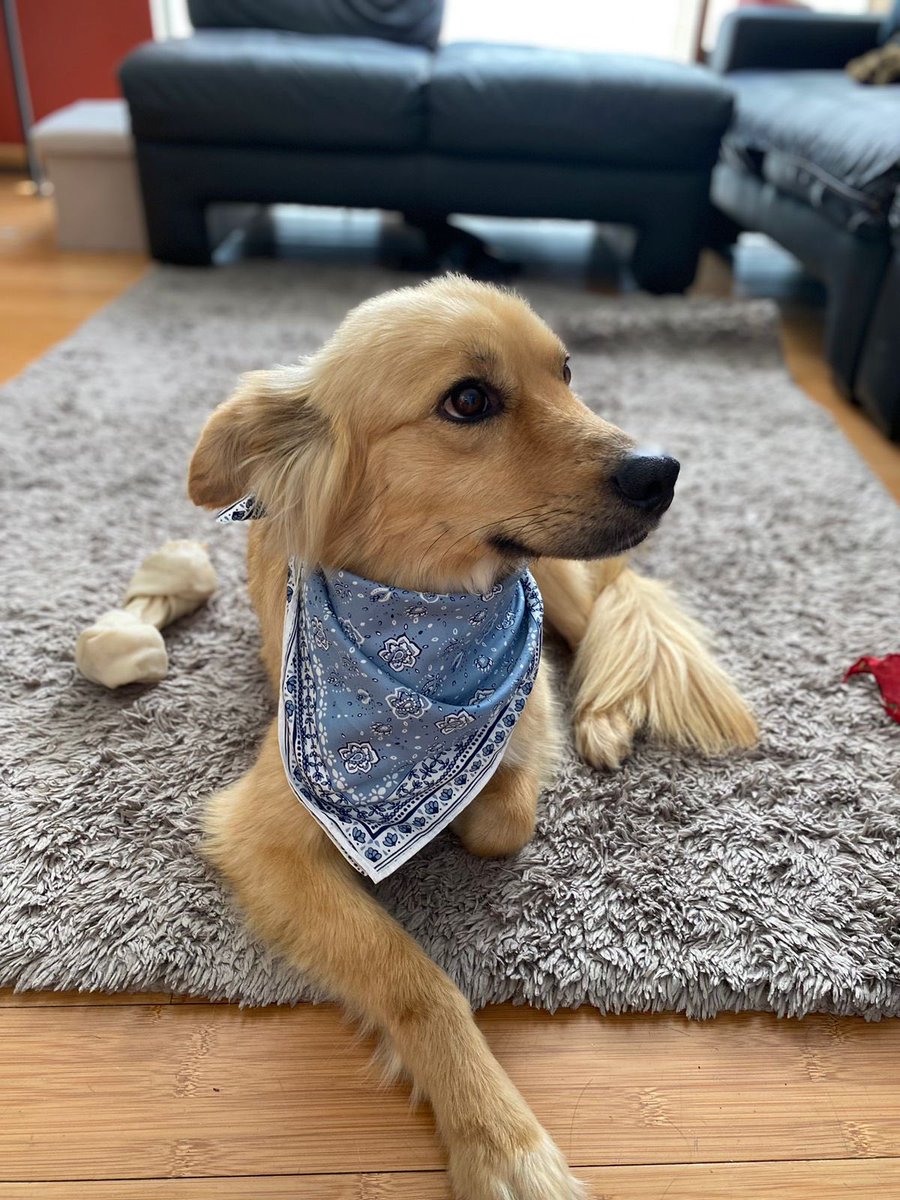 Alina_Gag's tweet photo. Martina sigue buscando un hogar definitivo o al menos uno temporal 💔

Sufrió abusos de todos tipos. Siendo apenas una cachorra. Ha reaccionado violentamente porque no sabía distinguir. Está en tratamiento con etólogo pero necesita de alguien que no se dé por vencido. https://t.co/lr0zxsIZeT