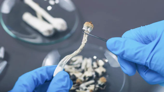 THEMMEXCHANGE's tweet photo. As Massachusetts  cities decriminalize psychedelic mushrooms, advocates praise their health potential 

https://t.co/RvlLkBwIEp #MME #Psychedics https://t.co/6qIDFoXAfU