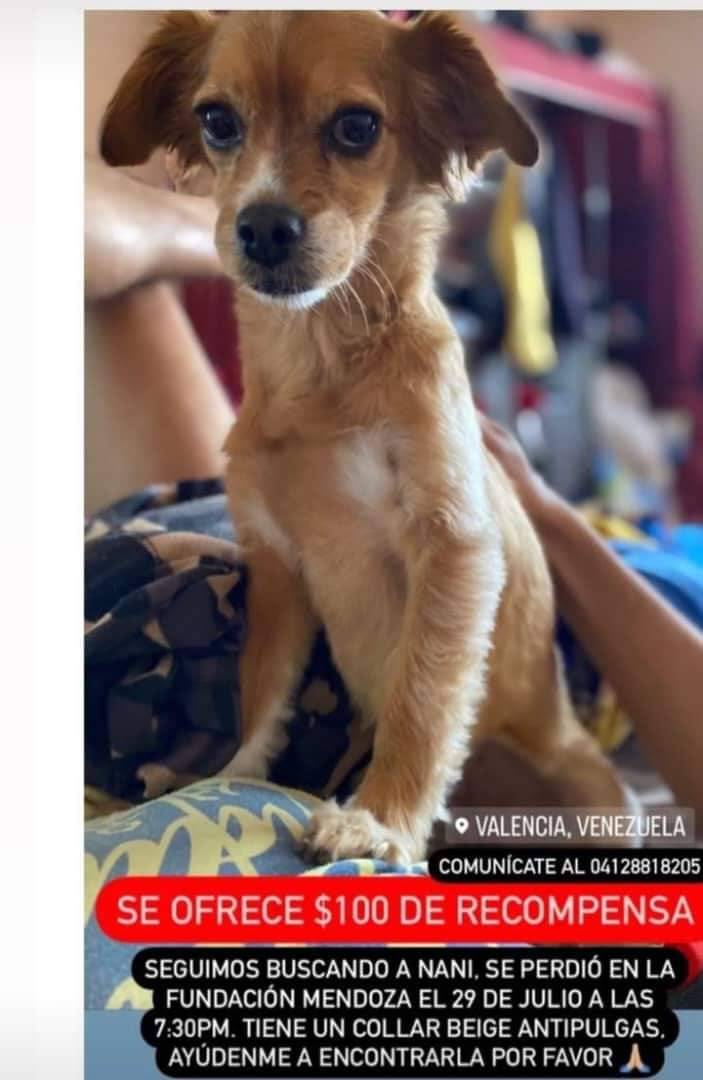 PerroUsuario's tweet photo. Su familia no ha dejado de buscar a Nani, Fundación Mendoza Valencia Carabobo https://t.co/19sXoxus7y