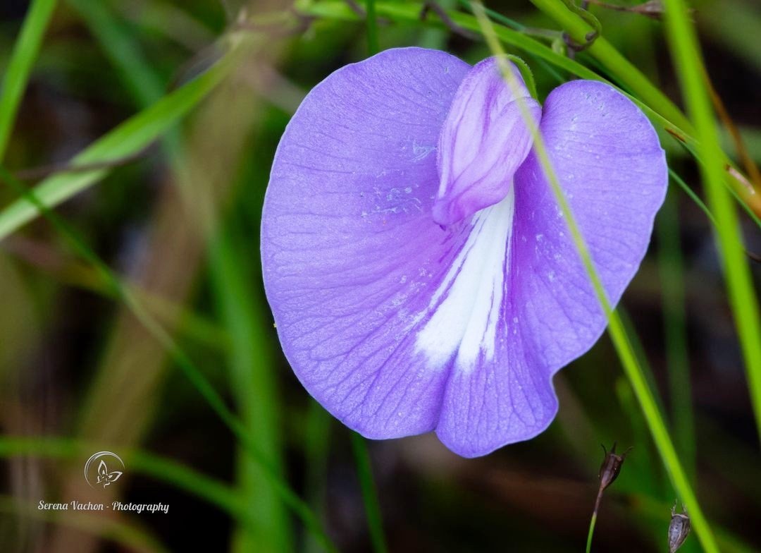 Serena Vachon - Photography tweet media