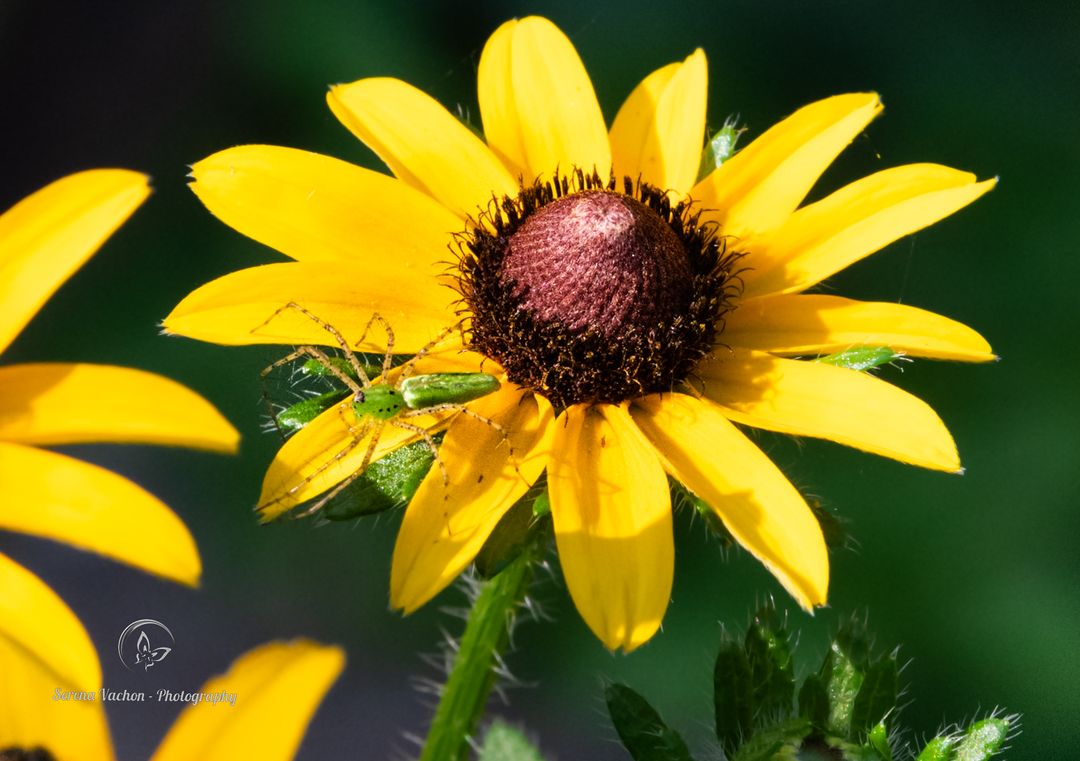 Serena Vachon - Photography tweet media