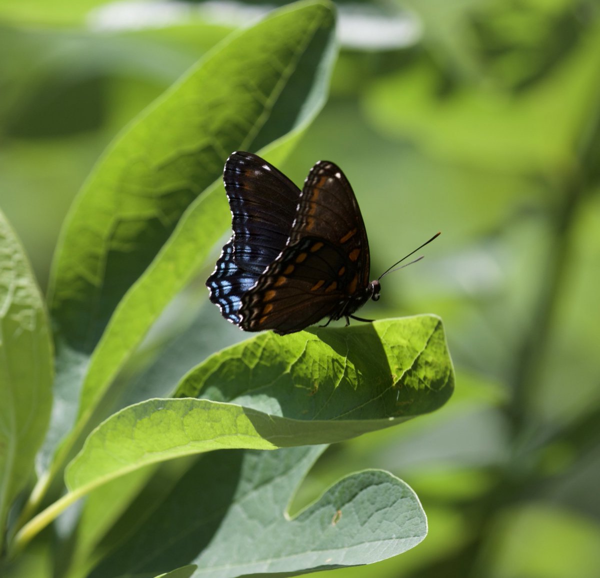 kyle_odonnell_'s tweet photo. A red spotted purple https://t.co/X8C2O0K6Iu