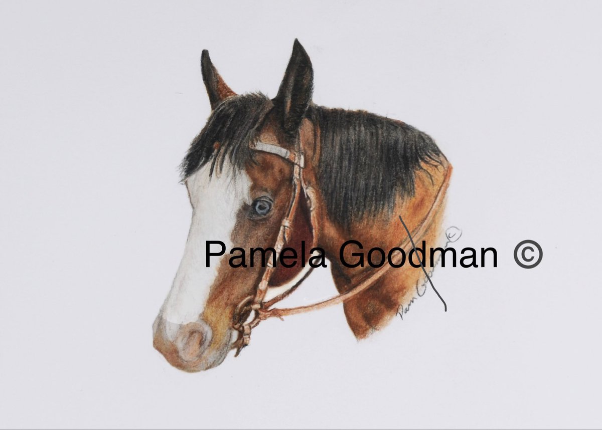 OPEN COMMISSIONS 
Animals are beautiful♥️
#gifts #horses #dogs #memorials  #petloss #peturn #petportrait #petportraits #petportraitartist #petportraitsofinstagram #custompetportraits  #petportraitartists #petportraitsartist #petportraitcommissions #professionalpetportraits