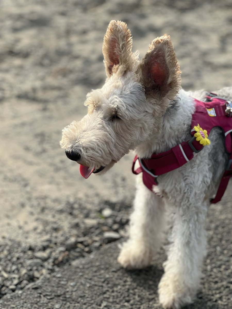 今日も素敵な朝だ✨

 #ワイヤーフォックステリア 
 #wirefoxterrier