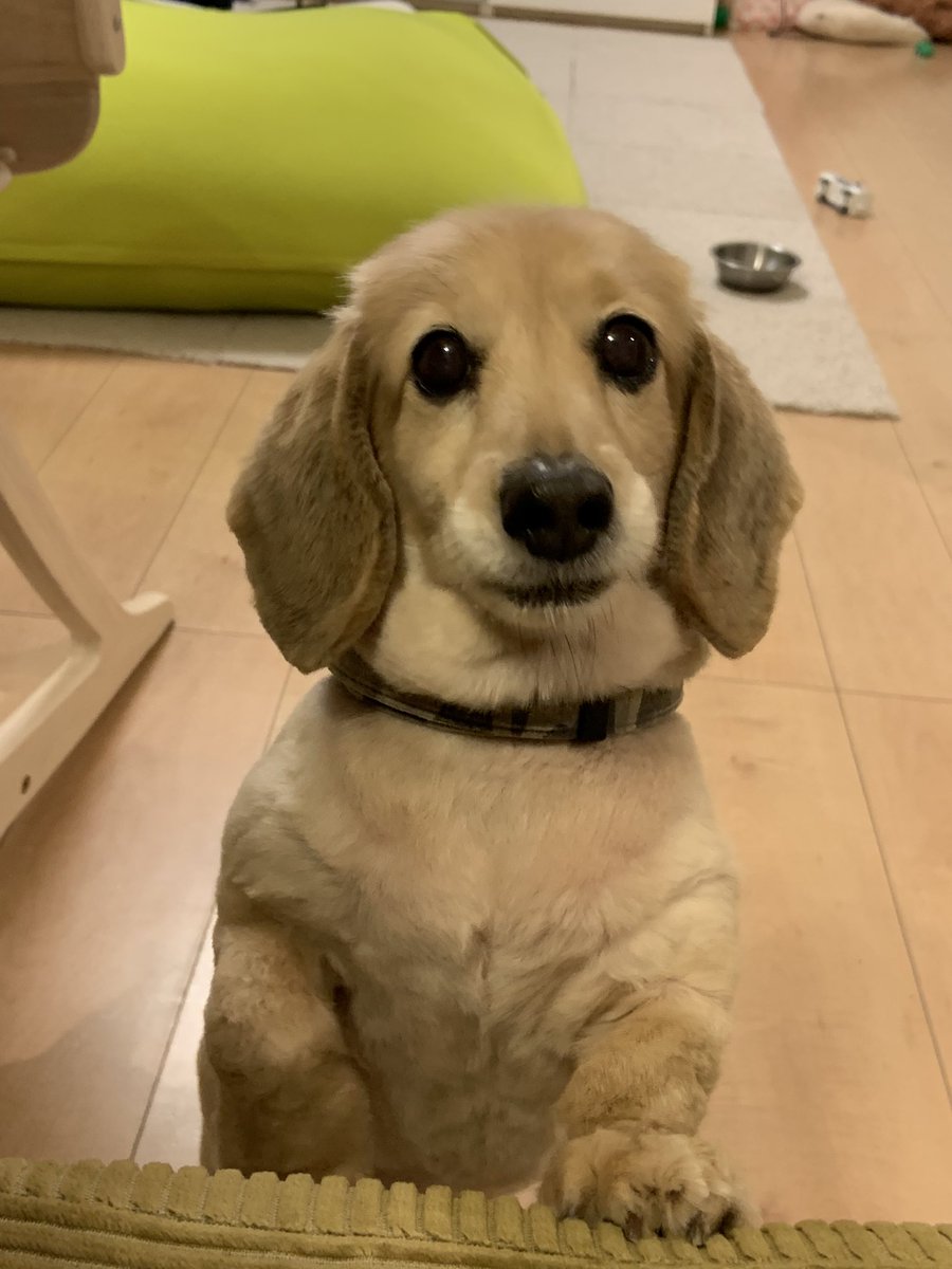tiara122424's tweet photo. 心臓に血管肉腫が見つかりました。
手術は難しいと言われ抗がん剤治療を始めることになりました。
血管肉腫で抗がん剤使った方のお話しがききたいです。
副作用がとても気になります

#秘密結社老犬倶楽部
#血管肉腫
#抗がん剤 https://t.co/9rBPKAESG7