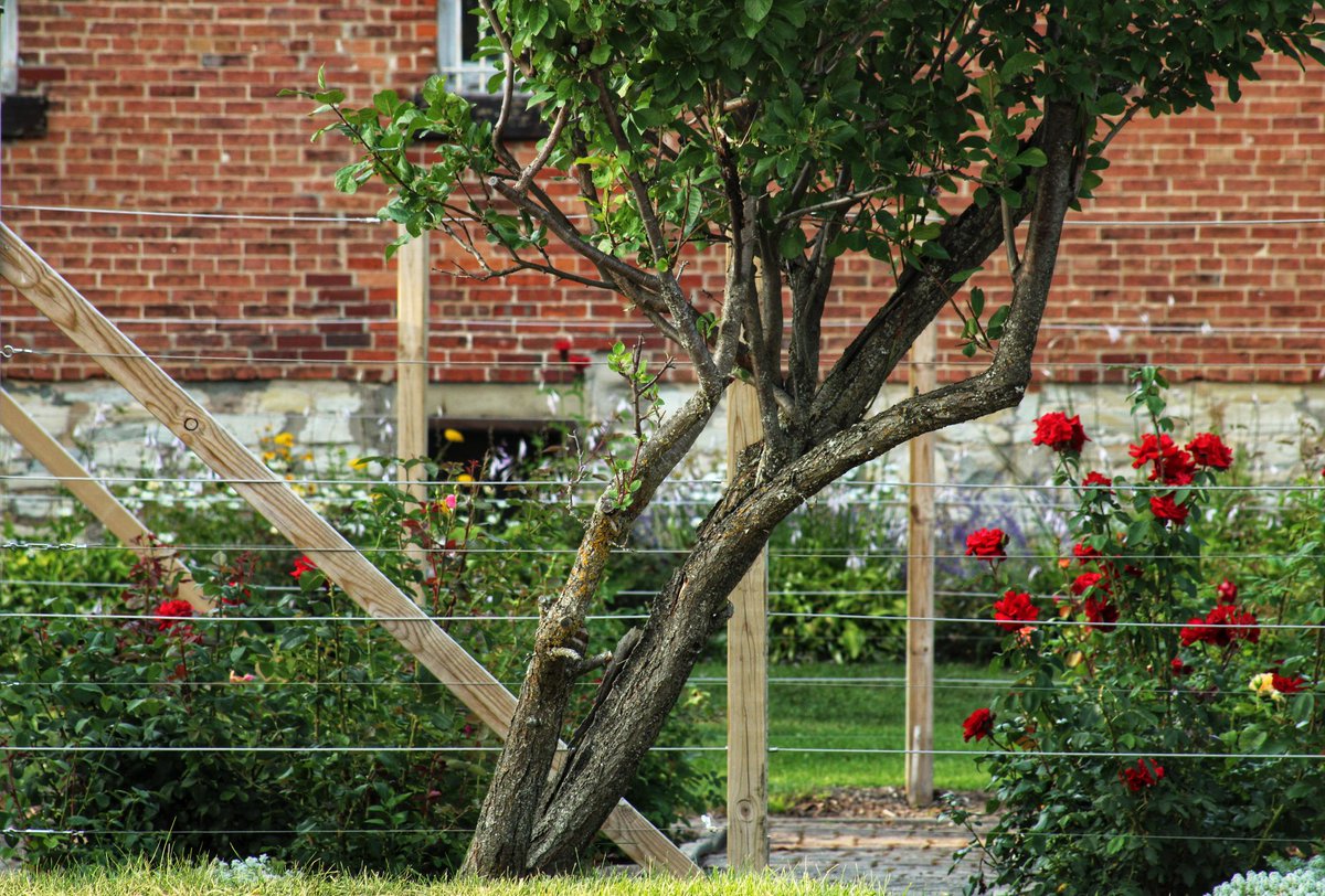 216/365
Day 4 of 30 Days of Composition: Diagonals

This one took some patience and hunting, but I really like the way the fence is going one direction, and the tree is going the opposite.

#project365 #30daysofcomposition #garden #roses #diagonal #photoaday #photoopportunity