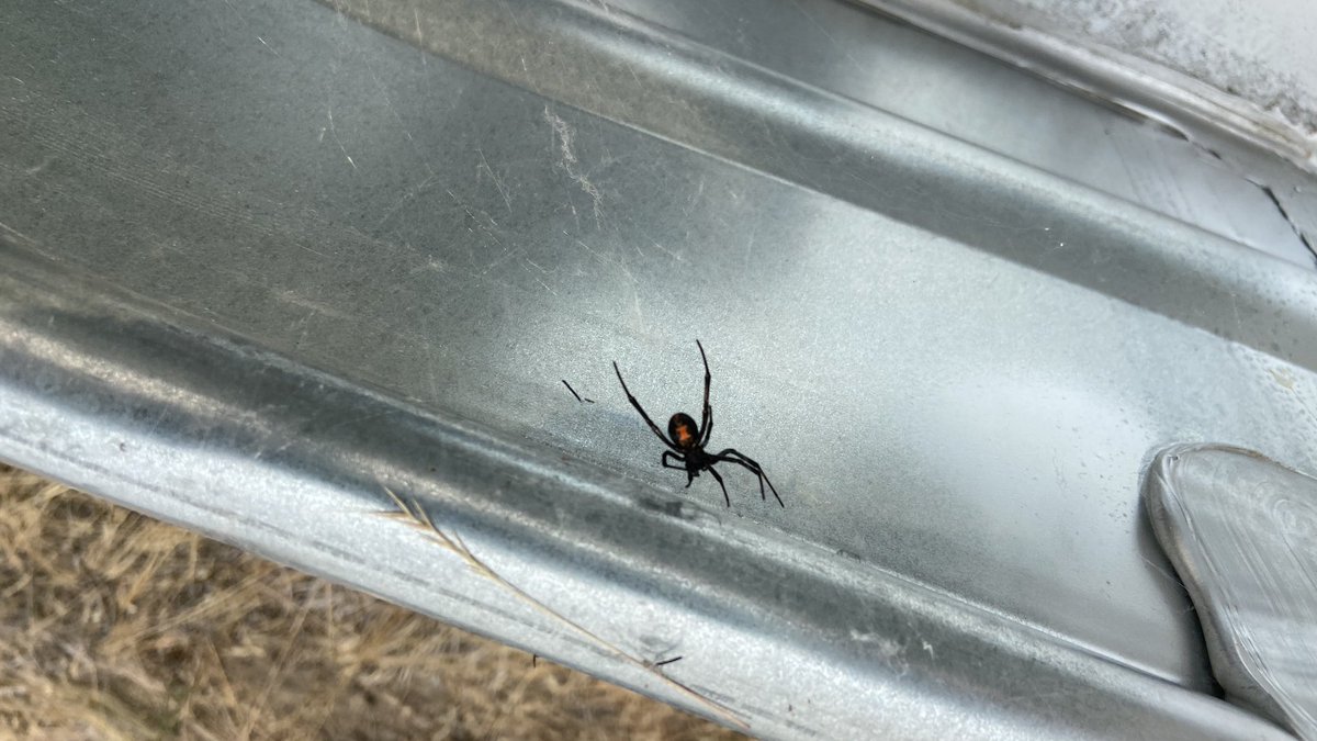 jeffrey_ventre's tweet photo. Doing fire mitigation in the #Okanogan #EagleBluff Wildfire - Check out This #BlackWidow @LobergEric @ChicaMaps @Sam10k #WeedEating #yurt @BlackGrenadeEnt @B_GRENADE https://t.co/3bolqrlrHN