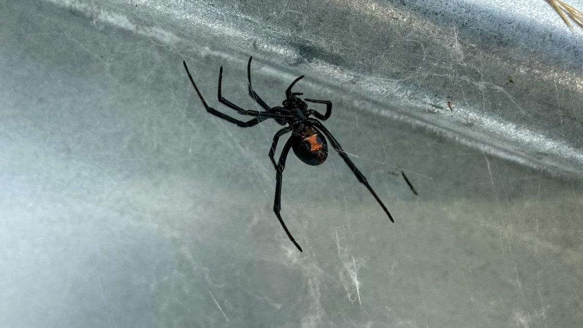 jeffrey_ventre's tweet photo. Doing fire mitigation in the #Okanogan #EagleBluff Wildfire - Check out This #BlackWidow @LobergEric @ChicaMaps @Sam10k #WeedEating #yurt @BlackGrenadeEnt @B_GRENADE https://t.co/3bolqrlrHN