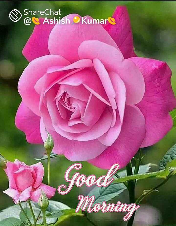 MirGulshan8's tweet photo. @zarazara010 Rose is a sign of friendship you are my desire dear 👄👄💘💘 https://t.co/v4rqv2fk47