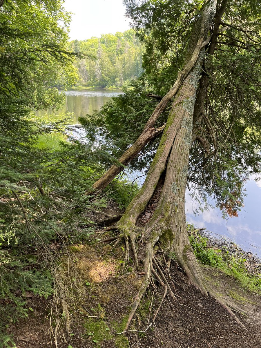 seavt2008's tweet photo. Tahquamenon River - Hike from the upper falls to the lower falls (about 4-5 miles)
#UP23 #Michigan2023 #SummerVacation2023 https://t.co/WLf0mm2sdK