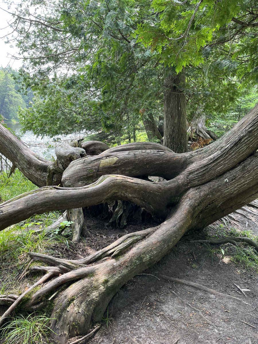 seavt2008's tweet photo. Tahquamenon River - Hike from the upper falls to the lower falls (about 4-5 miles)
#UP23 #Michigan2023 #SummerVacation2023 https://t.co/WLf0mm2sdK