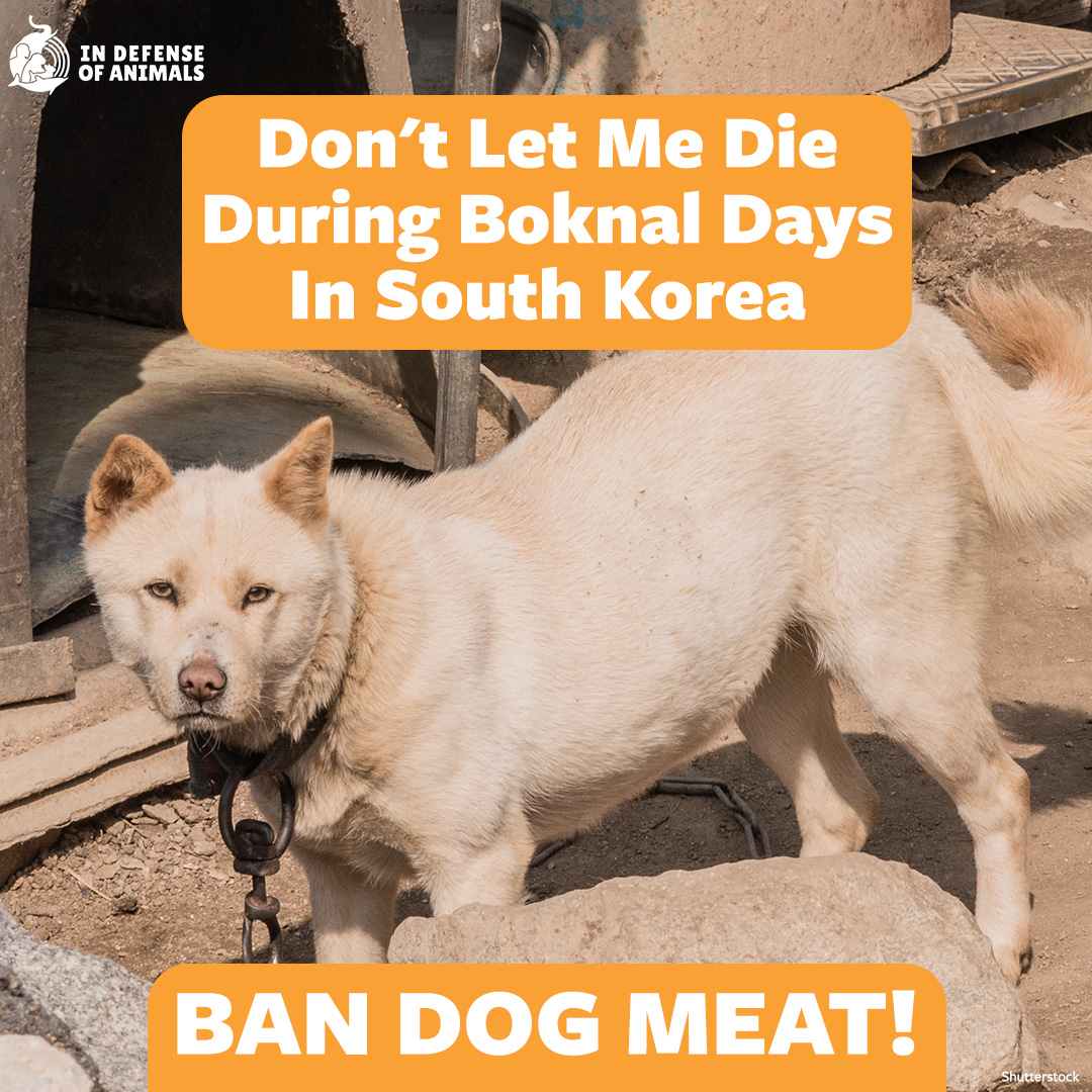#BoknalDays are happening now. Please help end the killing of dogs for meat by taking action. One click will submit letters to all 46 members of #SouthKorea's National Assembly in Korean & English. Lots of impact with little effort! #EndDogMeat
Act now: bit.ly/3YplCZi
RT