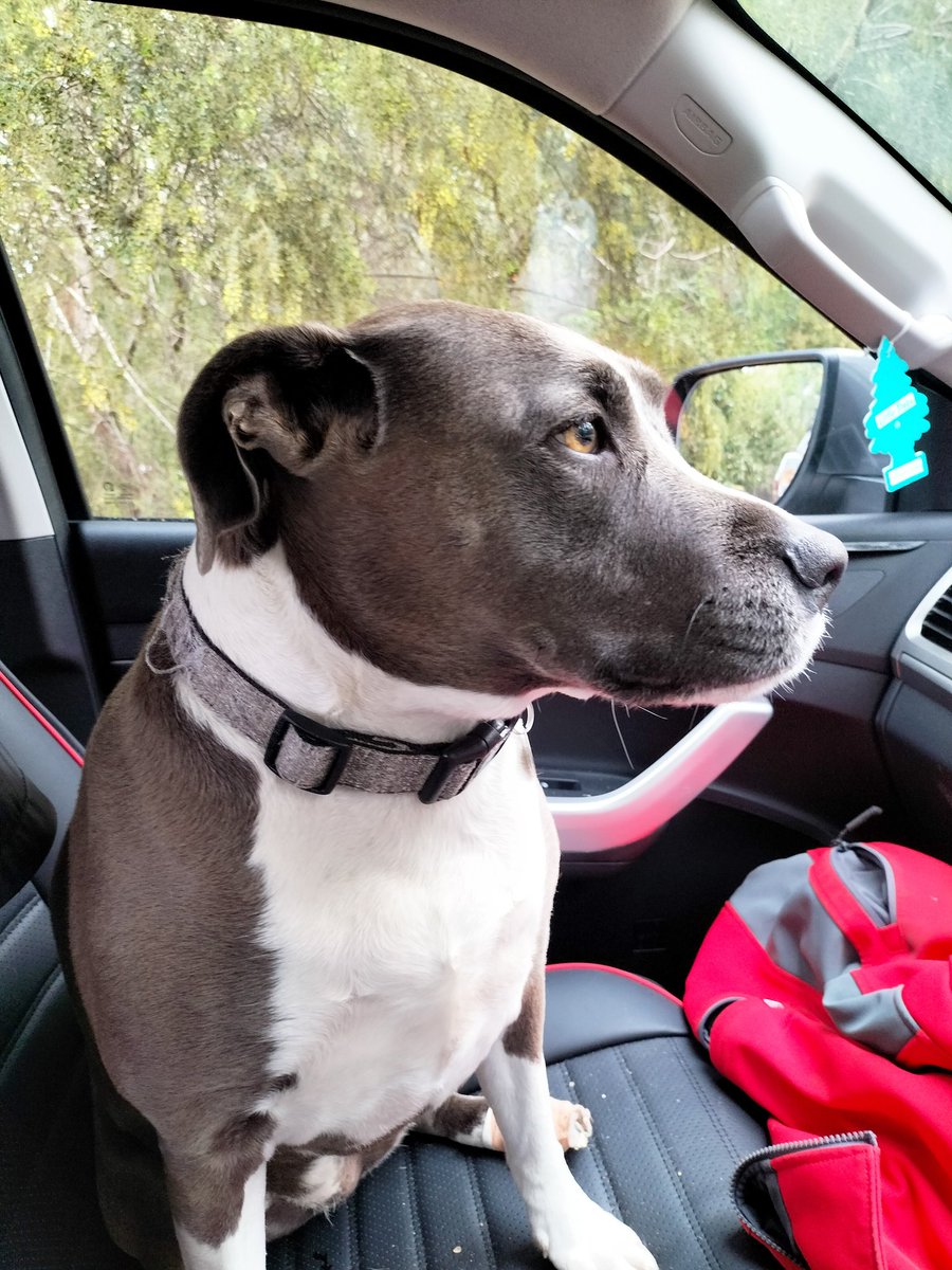 Chippy_Dan_'s tweet photo. Took Zelda to work yesterday 😁 I think she enjoyed it! https://t.co/HUqCYdK4me