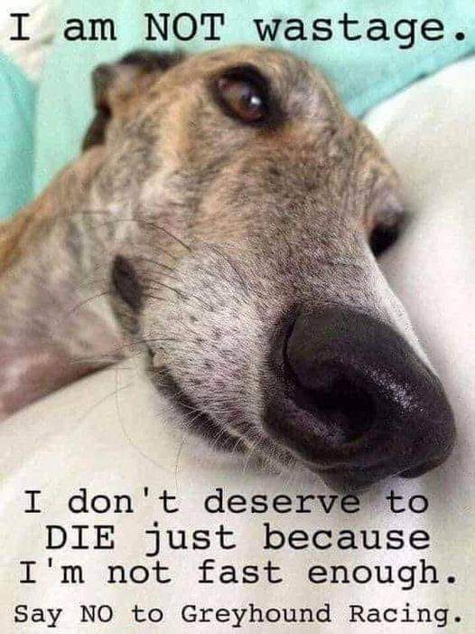 Exactly! Animals are #NotYourEntertainment #BanGreyhoundRacing