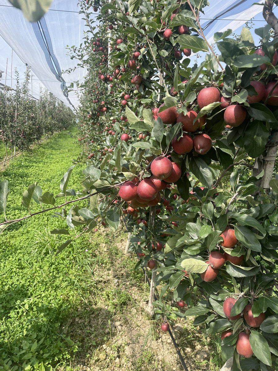 The apple producers are anticipating a positive season start this year due to production forecasts indicating a decrease in volumes across the Kashmir region. With the predicted increase in quality of the harvest, has raised hopes of a dynamic and vibrant start to the season.