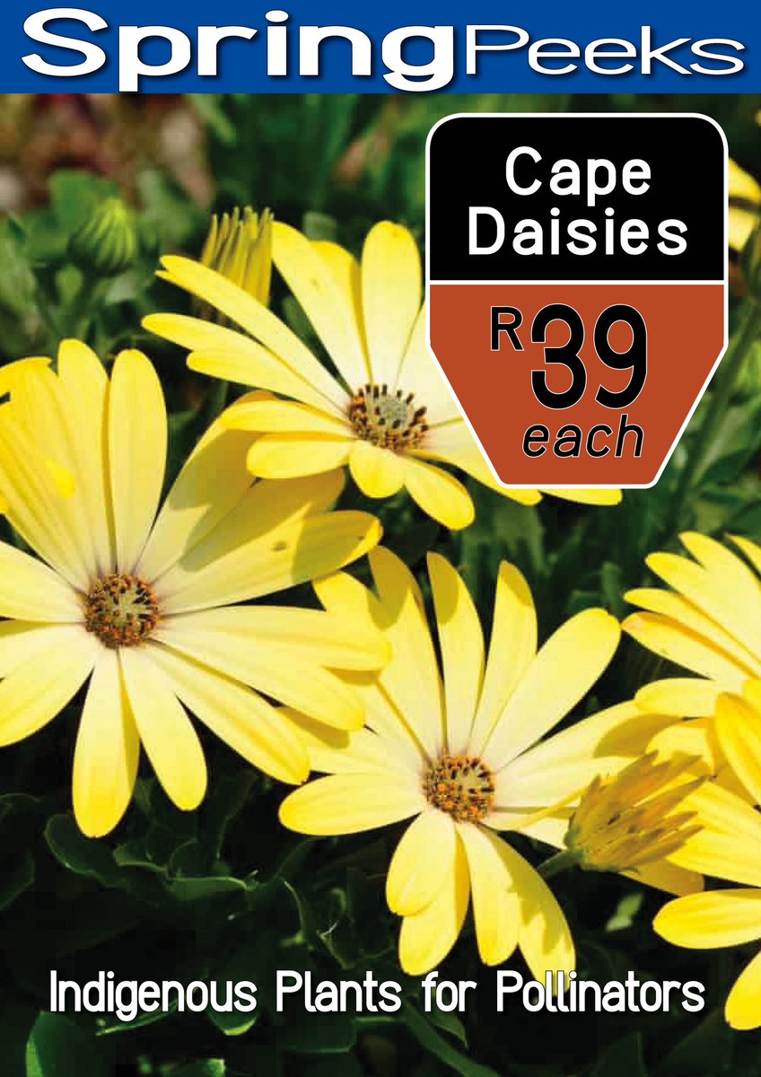 Cape Daisies give off that instant early spring vibe and this weekend we have them on sale for only R39 each! Pop them into gaps on the patio or in the garden in a sunny spot for colour right through to early summer 🌸  #eckardsgarden #springgardening #capedaisies