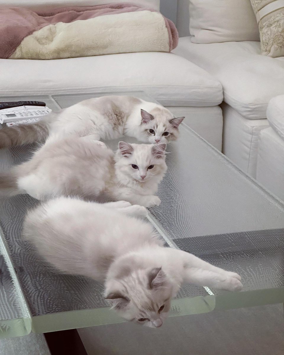 キラリ✨คุนนู๋น้องลูกเน้กโกะจัง🐈👑✨ tweet media