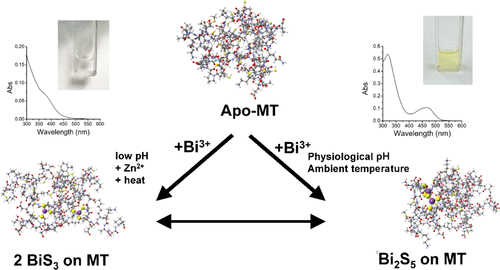 bhkenlo's tweet photo. Xenobiotic Bi3+ Coordination by Cysteine-Rich Metallothionein-3 Reveals a Cooperatively Formed Thiolate-Sharing Bi2S5 Cluster | Inorganic Chemistry https://t.co/LMOvB1NyDb Stillman and co-workers @InorgChem #bismuth #xenobiotic #metallothionein #Bi2S5 https://t.co/hGQ2QCzEmJ