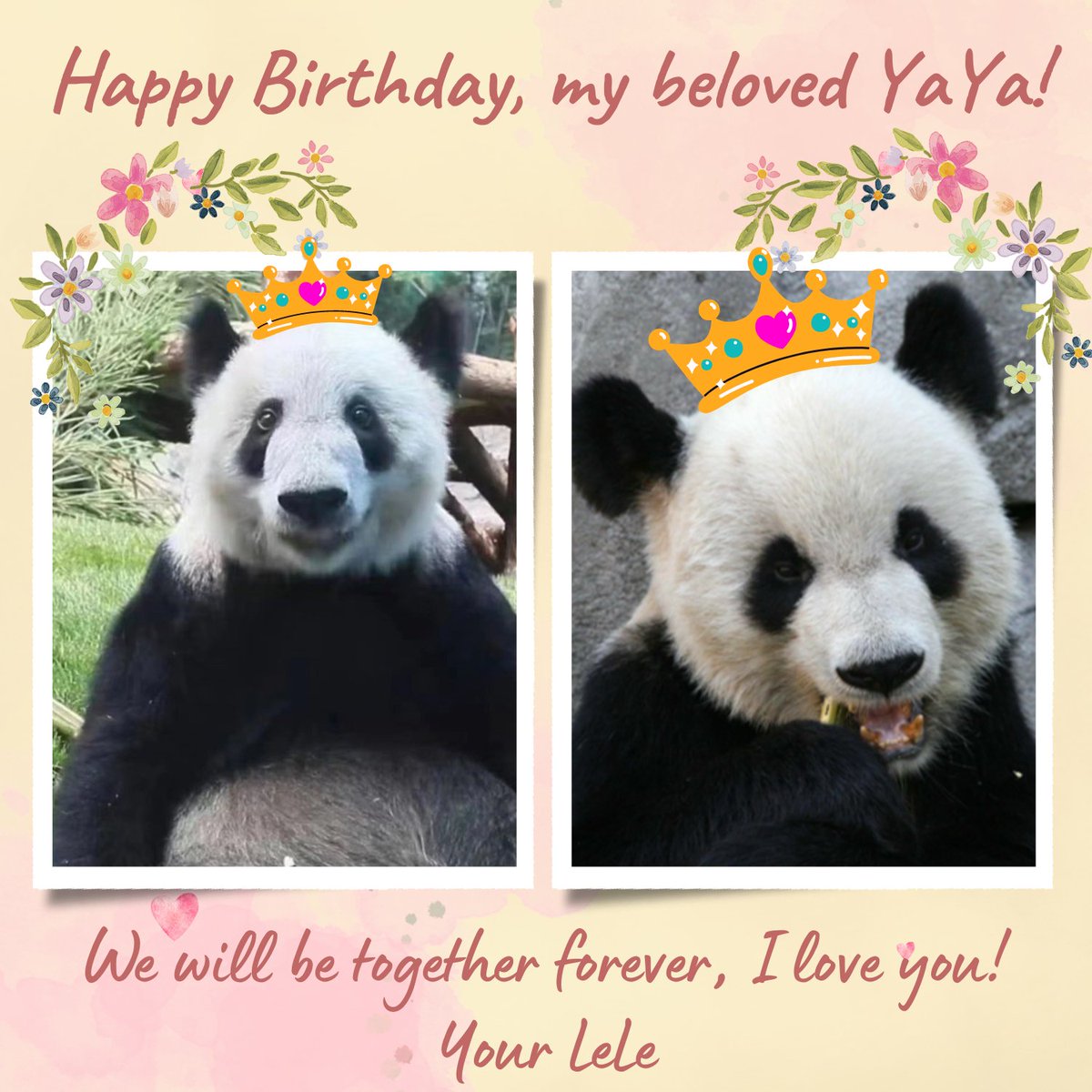 PandaVoicesOrg's tweet photo. A letter from #LeLe to #YaYa!
Like all of us, LeLe must be very happy seeing how YaYa is improving in #BeijingZoo. He also deserved all this great care, very different from the care they got at #MemphisZoo. Let's keep fighting for #justiceforlele!
We love YaYa and LeLe forever! https://t.co/TpTv0RnWru