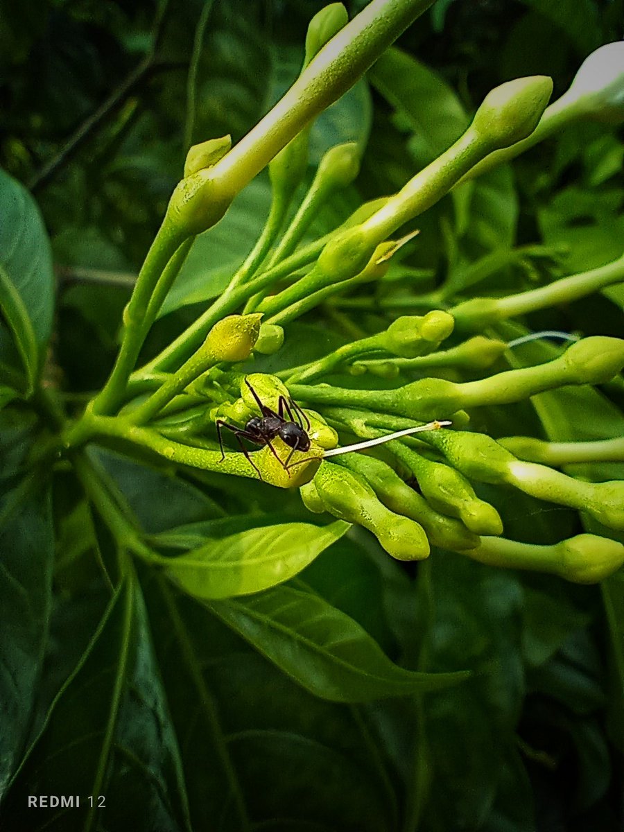 samit_digital's tweet photo. @XiaomiIndia pro grade macro LENSES... https://t.co/1ZBb79NP86