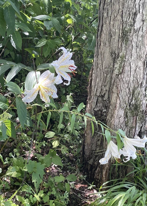 百合〜 