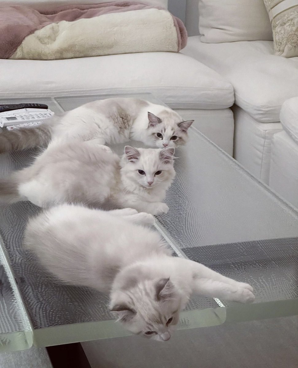 เป็นบ้านของผู้ชายที่ดูรวยมากๆ ชุดโซฟาเข้าเซ้ท ผ้าห่มNike หมอนอิงDior รีโมท4-5อันที่บ่งบอกถึงเครื่องใช้ไฟฟ้าที่ครบครัน และลูกแมวสามตัวที่เป็นแร้คดอลนอนเรียงกันอยู่ จบ แจมินเพอร์เฟคเกิน