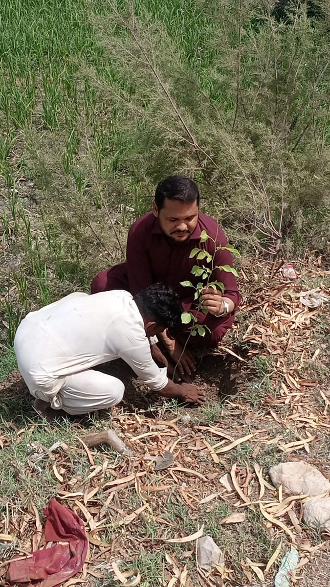 Naveed_mahar's tweet photo. Tree plantation driver has been kicked off in Chak town. Our country is hitting hard by environmental issues.Tree plantation is solution of most of the environmental issues.Chak town committee tries to play it's due role in order to control pollution.Its also called "Sadqa-e-Jaria". It also adds in beauty of town.Dr Naveed named this compaign #sar_sabz_chak. insha Allah we will strive more for betterment of our land under leadership of @BBhuttoZardari  .
@MediaCellPPP @PPPDigital_ @AzadAli7786 @RiazSangi #Chakbilawalka @RabNBaloch