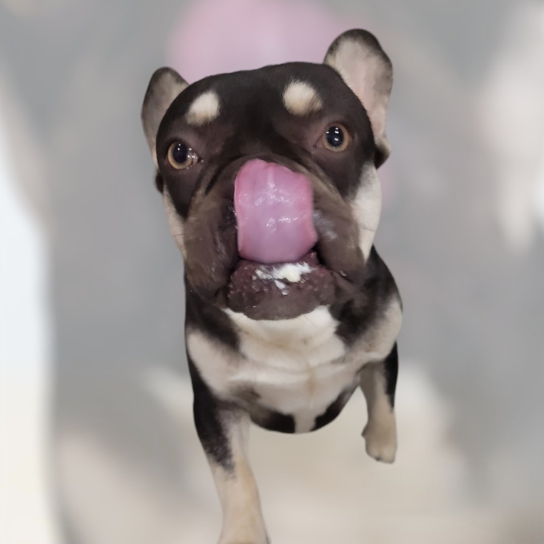 FurpectFrenchie's tweet photo. Cupcake face😂🐾🥳🎂
Happy 1st Birthday Maverick!! You handsome boy!!!😍❤️
https://t.co/74pWm24YX5 https://t.co/Lefnltyo55
