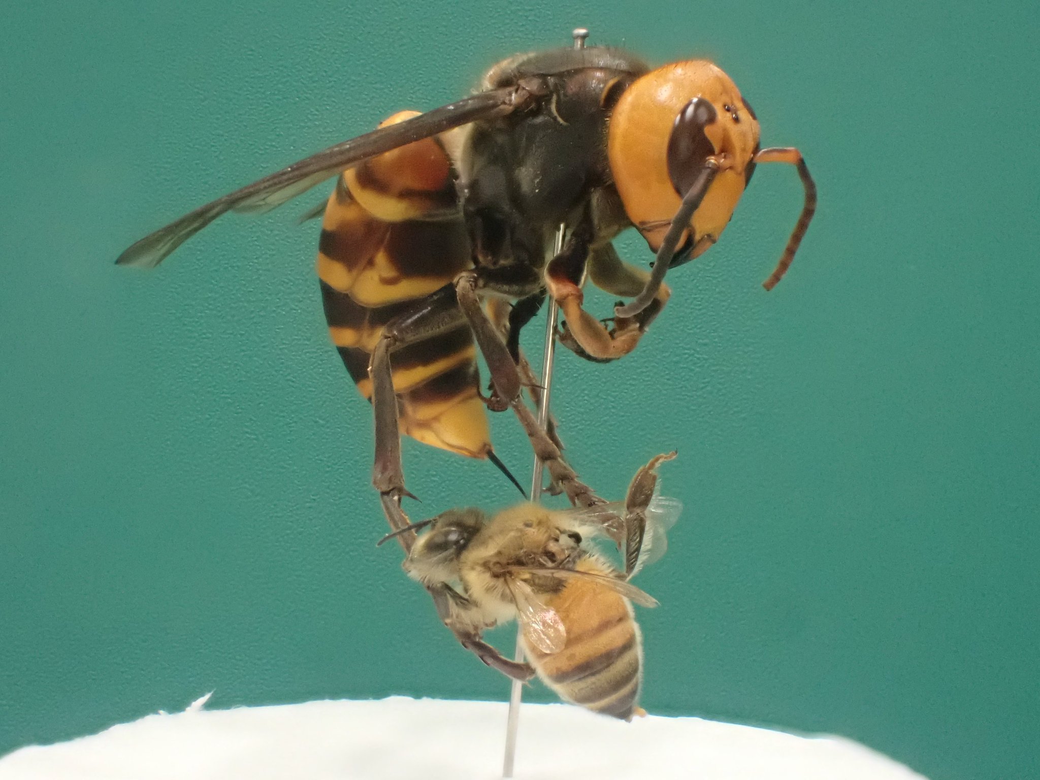 確認用　ミツバチ様 ミツバチの背中にセンサーを搭載！？ | MTL