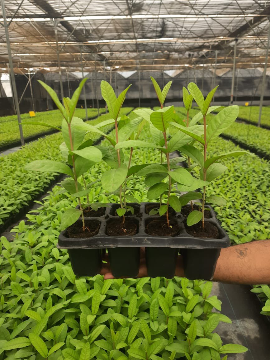 JainIrrigation's tweet photo. Grown with immense #Nurture and #Care for our farmers to thrive with #BetterYieldGreaterPtofits with plantation of #GuavaPlants by @JainTissueCrops 🪴
Book and get your plants TODAY!
#AgTech #JainTC #HiTechPlantFactory #JainIrrigation #JISL https://t.co/MpOZCqCgh7