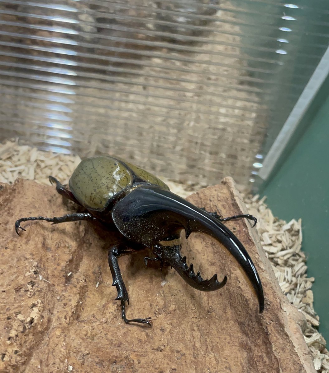 MasaPoppoo's tweet photo. 昆虫展来た。ヘラクレスオオカブト初めて見た https://t.co/F6mgEsYYJD