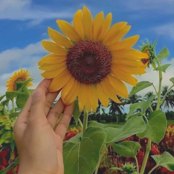 len VIO A SKZ Y ATEEZ 🇨🇱🇨🇱 tweet media