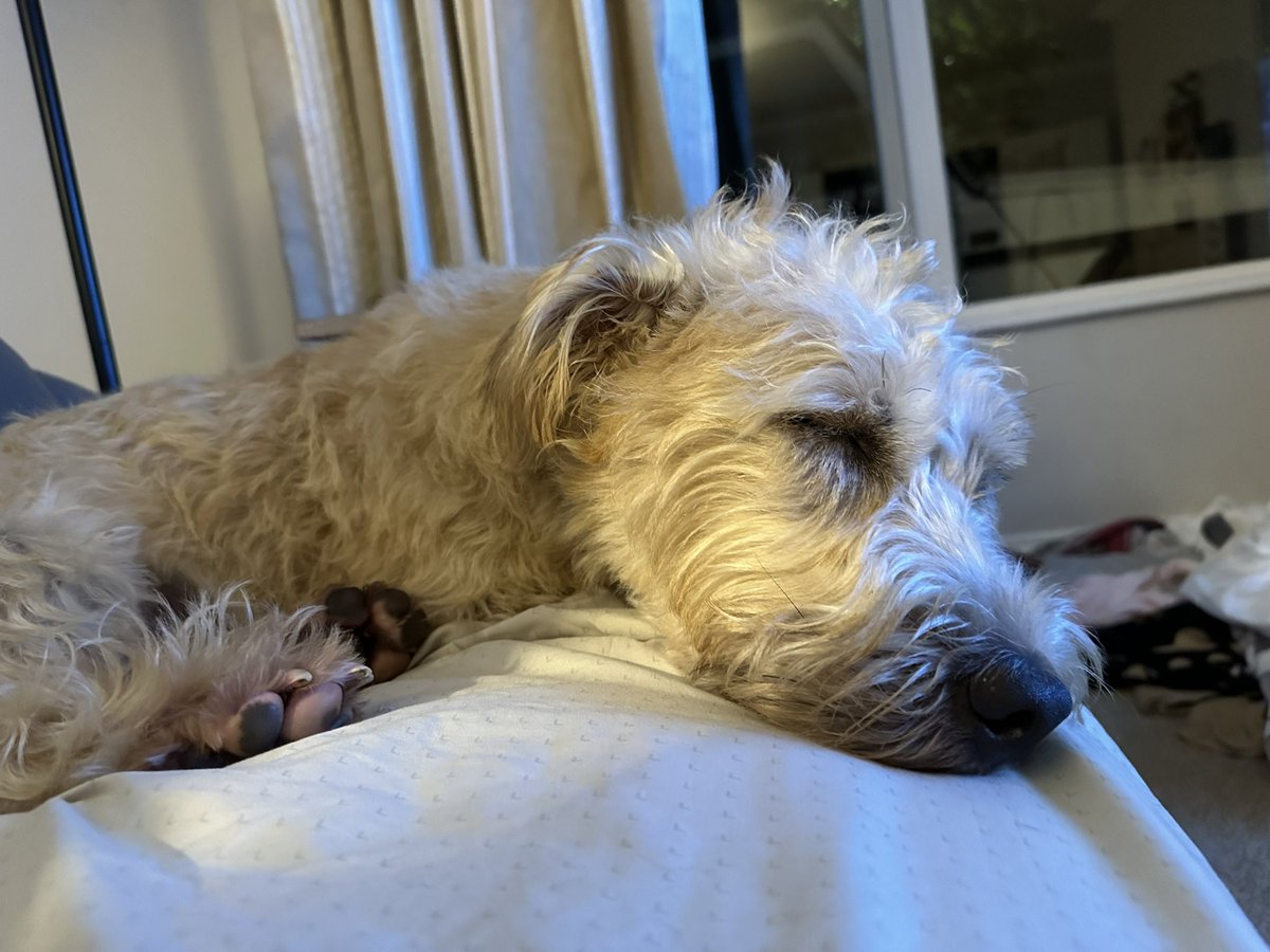 dublingrowndog's tweet photo. Guys!!!!!!
Working on a new profile photo.
A) sleepy puppy, dreaming of sausages
B) post walkies in a tropical storm, maybe NSFW? (Thanks mom)
#justrustythings https://t.co/DgiHcQaMMR