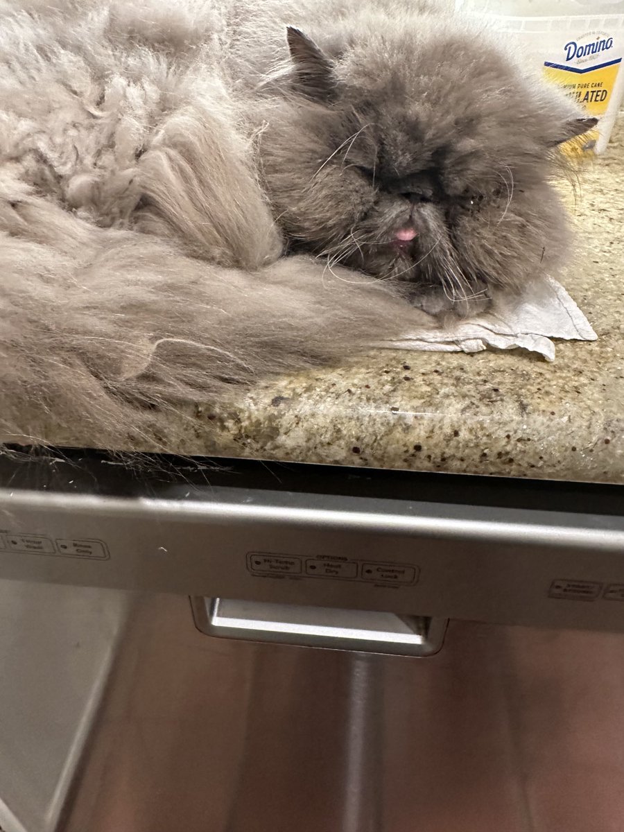 DigitalBushel's tweet image. i was lookin to get a plate and make some food when a cotton mouth damn near BIT MY HAND OFF