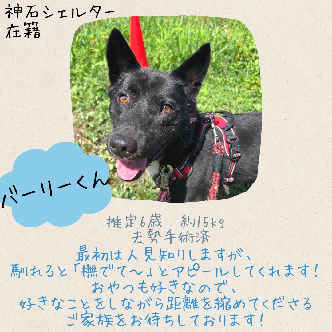 pwj_hiroshima's tweet photo. 🐕‍🦺15頭の保護犬に会えるmini譲渡会🌱
神石シェルターからの参加わんこ 5頭 を発表！✨
(2頭はリプ欄をご覧下さい)
ご来場お待ちしております🎵
https://t.co/SColI58xpx
ご予約も可能です🙆🏻‍♀️ https://t.co/2WYLi6Rbiq