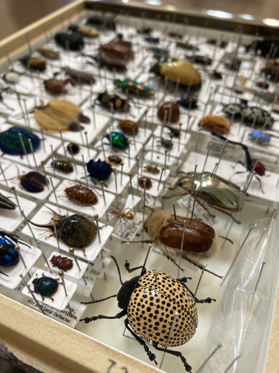 昆虫標本　コレクション INSECTS 虫展 on X