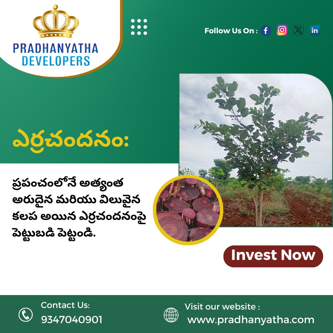pradhanyathaD's tweet photo. ప్రపంచంలోనే అత్యంత అరుదైన మరియు విలువైన కలప అయిన ఎర్రచందనంపై పెట్టుబడి పెట్టండి.
.
For more details, contact us at +91 9347040901, 9182173267, or
Visit: https://t.co/6rMYkedLCb
.
#redsandalwood #sandalwoodfarminginindia #redsandalwoodfarminginindia  #pradhanyathadevelopers https://t.co/zVh2dAQv5Y