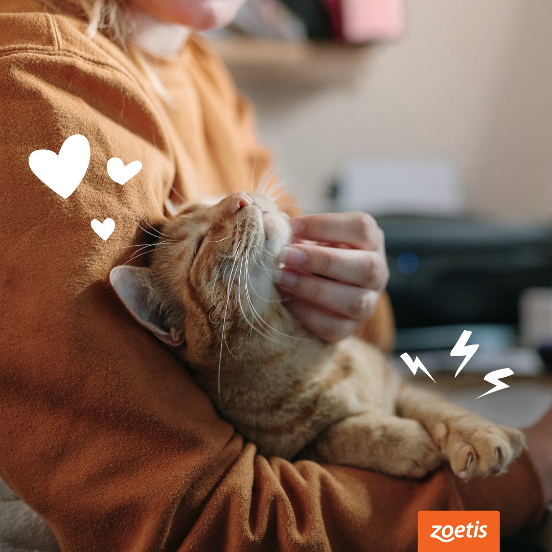 Interested in learning more about Solensia™ (frunevetmab injection) for our furry friends? Swing by a panel at booth 709 TODAY at 1:30 PM PT to learn more from Zoetis Petcare. And, in between the fun, take a break to check out their booth at 125. #catlover #catpeople #zoetis