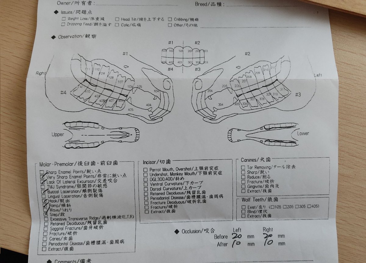 請求書とともに先月歯研ぎしてもらった相方さんの診断記録を貰いました!噛み合わせ良くなってよかった🐎 ちなみに奥歯の前にある尖った歯は狼歯と言って、雄馬のみに生える歯。