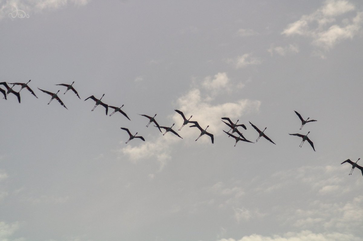 BarriosMalaga's tweet photo. 🦩Desde el Parque Natural Desembocadura del Guadalhorce Malaga.
📷 Fotos realizadas hace un par de semanas desde la playa @CanonEspana #2000D https://t.co/lIsq0FlQNp
