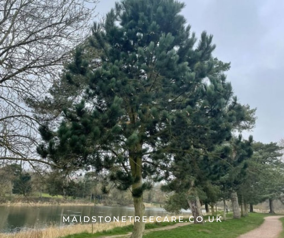 MaidstoneTree's tweet image. Cultivating Nature&apos;s Canopy: Expert Tree Care for a Flourishing Landscape. Get in touch on Maidstone Tree Care today!

#treecare #treeexperts #treeservice