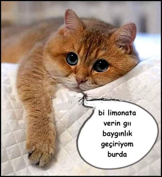 ukaLa_Ca's tweet image. #modd 😆