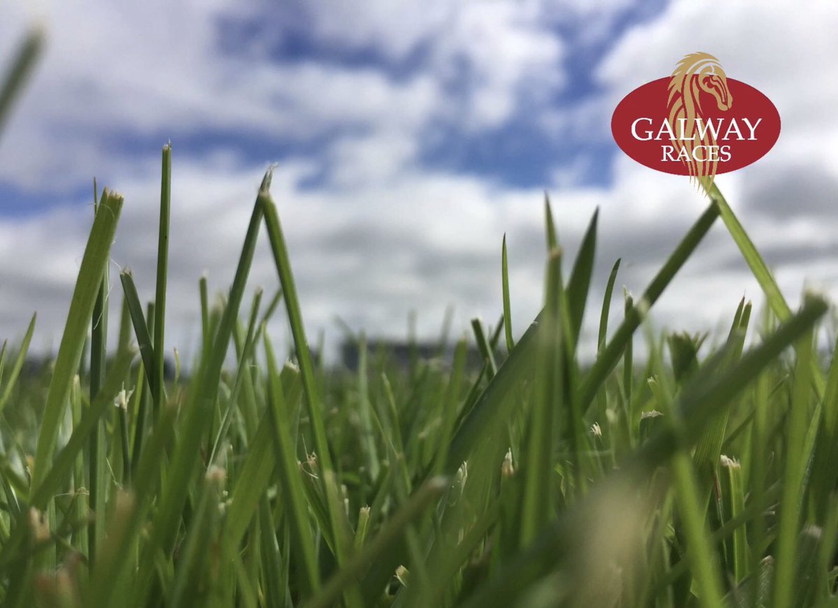 Galway_Races's tweet photo. Galway Going: Saturday 5th August - RACING GOES AHEAD - NH: Soft, Flat: Heavy following 28mm of rain overnight. Forecast, mainly dry today and tomorrow, with some light showers. https://t.co/DNjhSQAAij
