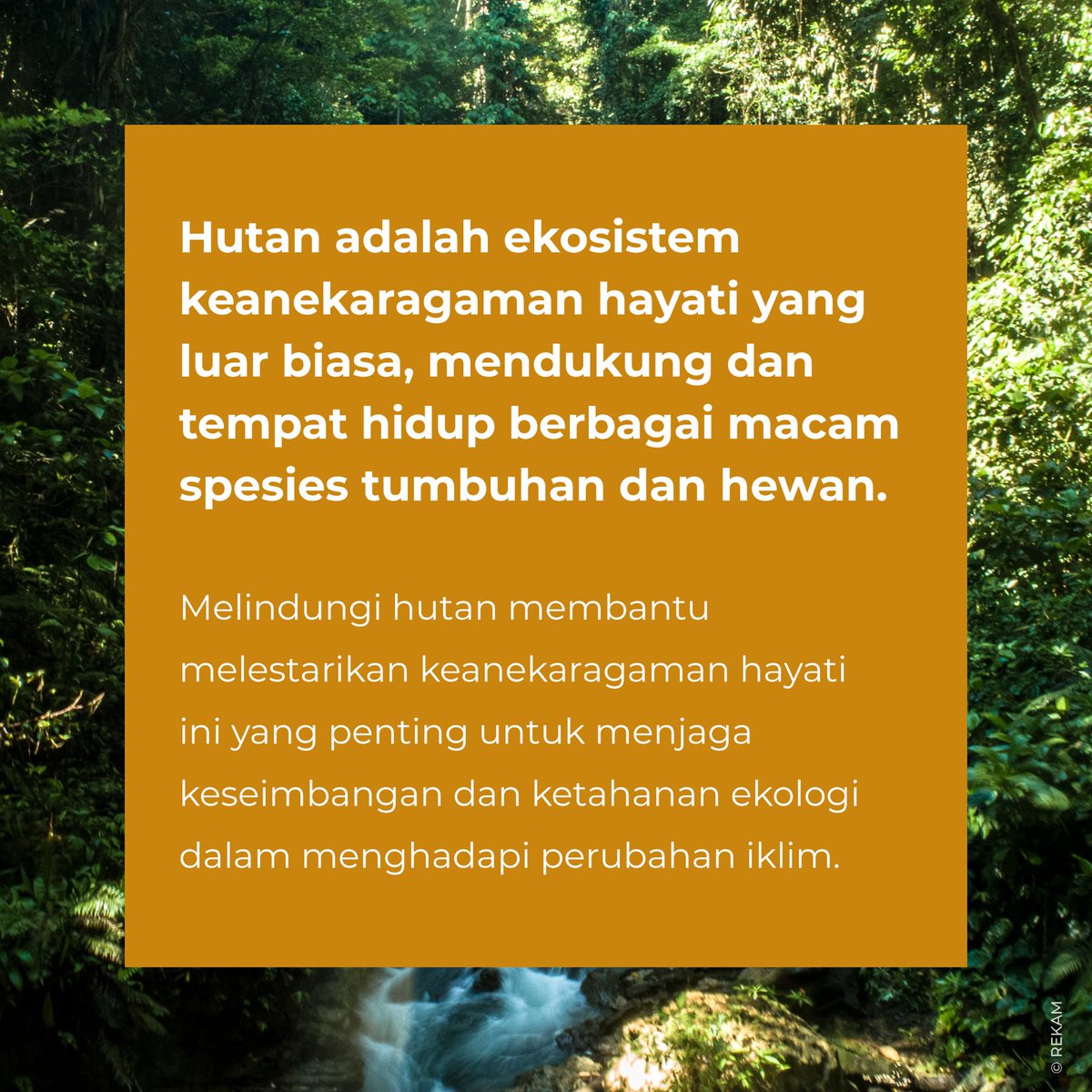 andrechris_id's tweet photo. Yuk ambil peran mendukung upaya pelestarian hutan Indonesia, sekarang juga! 

Kunjungi website https://t.co/k6rFq4PR0N untuk mengetahui informasi lebih lanjut tentang kampanye Hari Hutan Indonesia. 

#JagaHutanJagaKita #HariHutanIndonesia #HariHutanIndonesia2023 https://t.co/mIQ7nElaNN