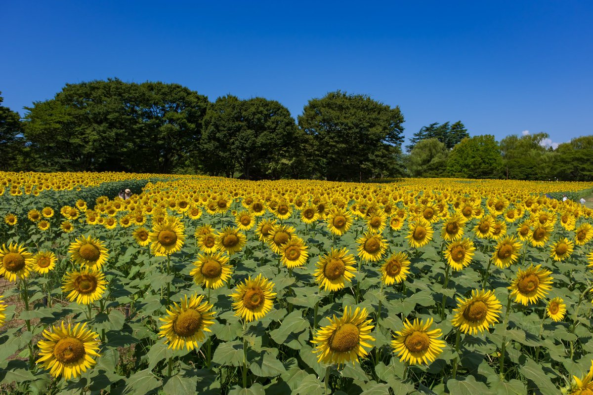 bori_chan's tweet photo. 国営昭和記念公園のひまわり
ハイブリッドサンフラワー🌻
#国営昭和記念公園 #ひまわり
#FUJIFILM XF1680 #XF8 https://t.co/t7EI5c1NA4