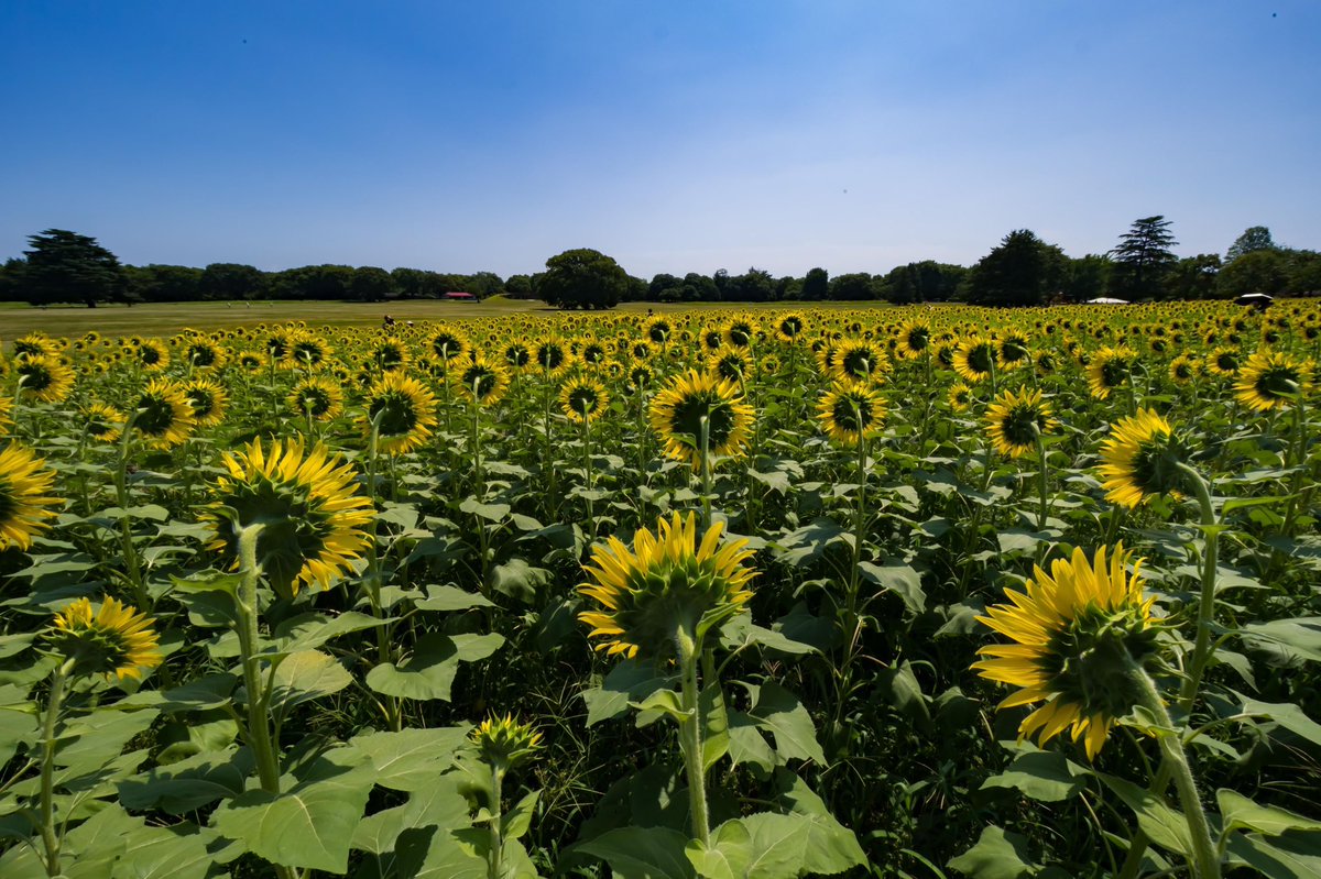 bori_chan's tweet photo. 国営昭和記念公園のひまわり
ハイブリッドサンフラワー🌻
#国営昭和記念公園 #ひまわり
#FUJIFILM XF1680 #XF8 https://t.co/t7EI5c1NA4