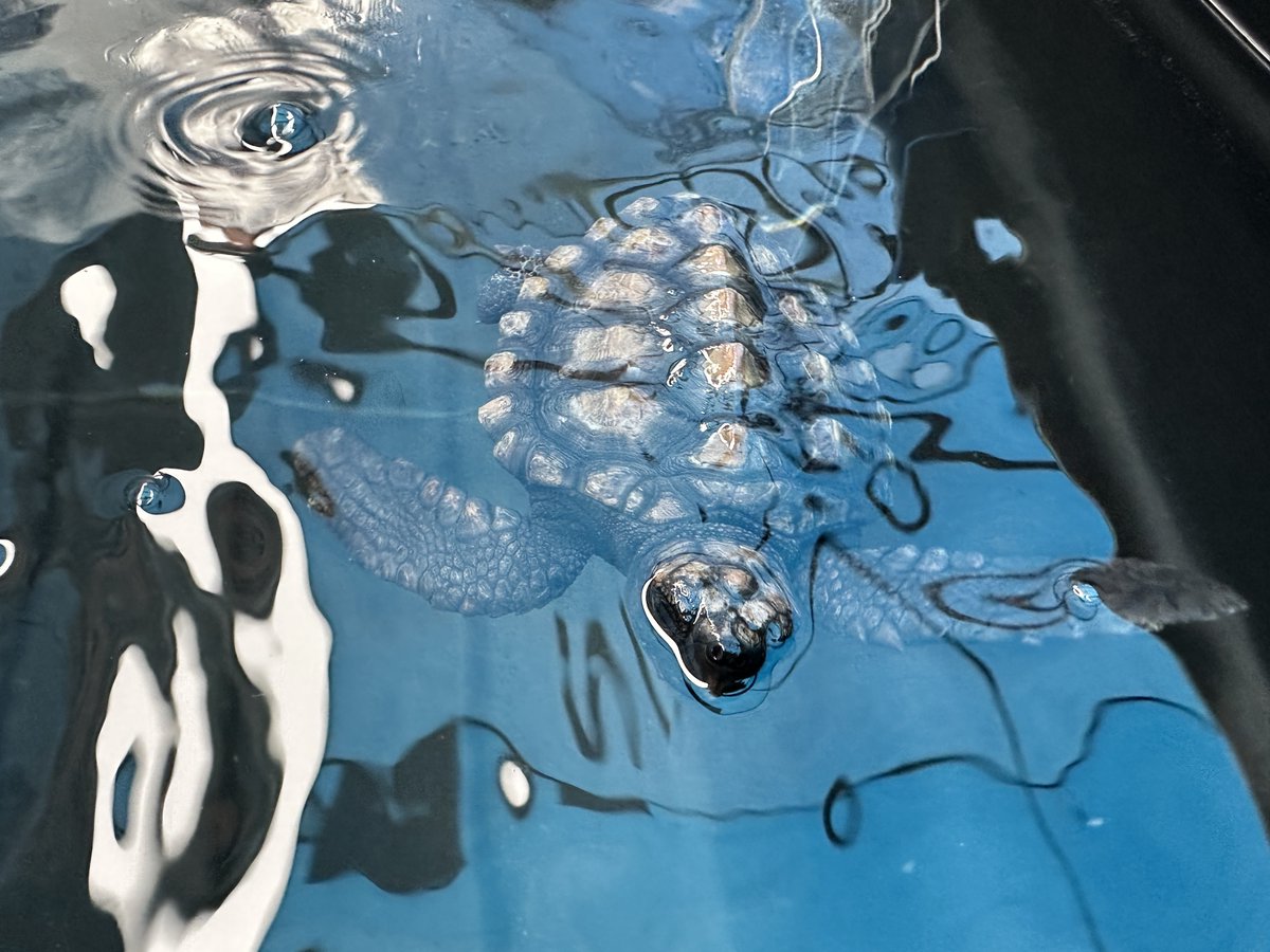 2OceansAquarium's tweet photo. Adopt #42 and #51! 🐢They were rescued and brought to our #TurtleConservationCentre for #rehabilitation🩹Adopters play a role in their journey to #release, get progress updates and an adoption certificate🐢#adoptaturtle: turtlerescue@aquariumfoundation.org.za🩵 #2oceansaquarium https://t.co/6J4YvR3hS6